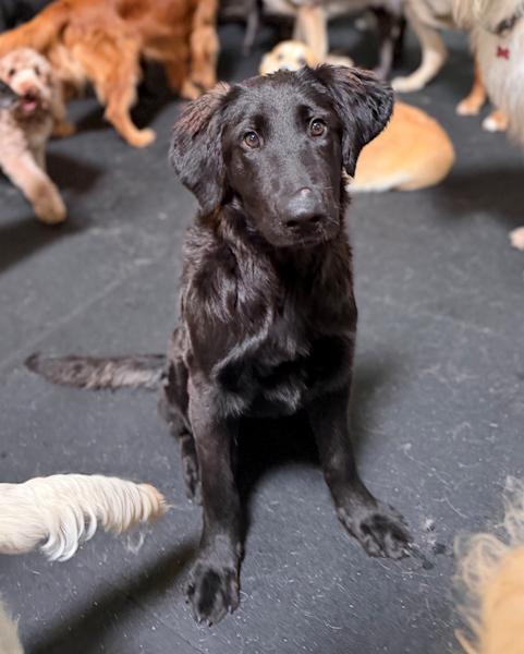 Millie, a ADOPTABLE mixed breed in Los Angeles, CA image 4/5