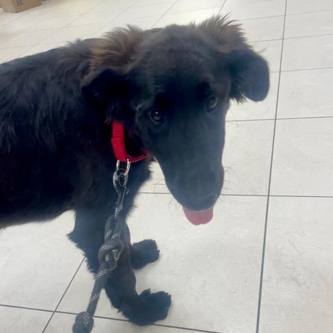 Enlarge Millie, a ADOPTABLE mixed breed in Los Angeles, CA image 1/3