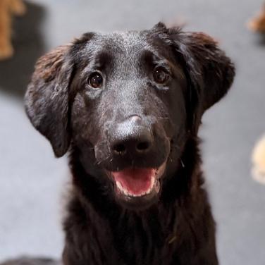 Millie, ADOPTABLE, Puppy Female Flat-Coated Retriever.