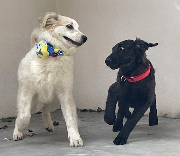 Enlarge Millie, a ADOPTABLE mixed breed in Los Angeles, CA image 2/3