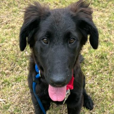 Millie, ADOPTABLE, Puppy Female Flat-Coated Retriever.