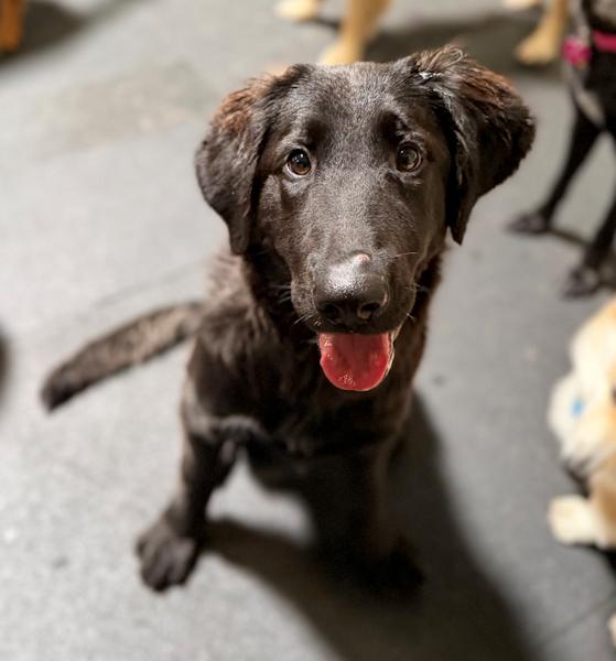 Millie, a ADOPTABLE mixed breed in Los Angeles, CA image 5/5