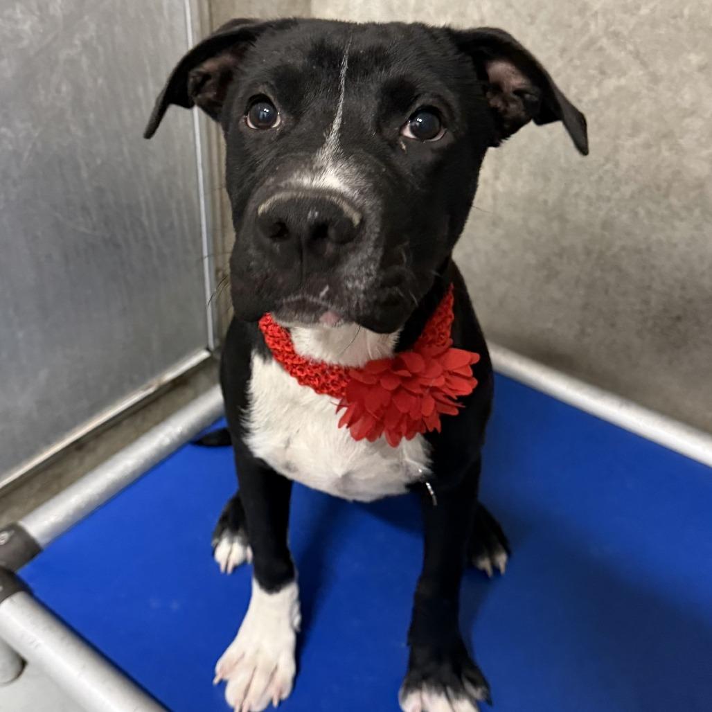 Enlarge Affogato, a Adoptable Mixed Breed in Las Cruces, NM image 1/6