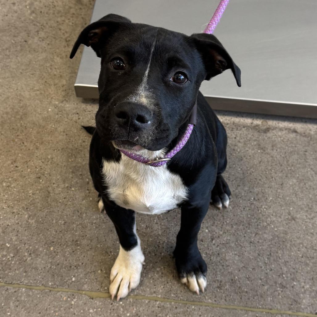 Enlarge Affogato, a Adoptable Mixed Breed in Las Cruces, NM image 2/6