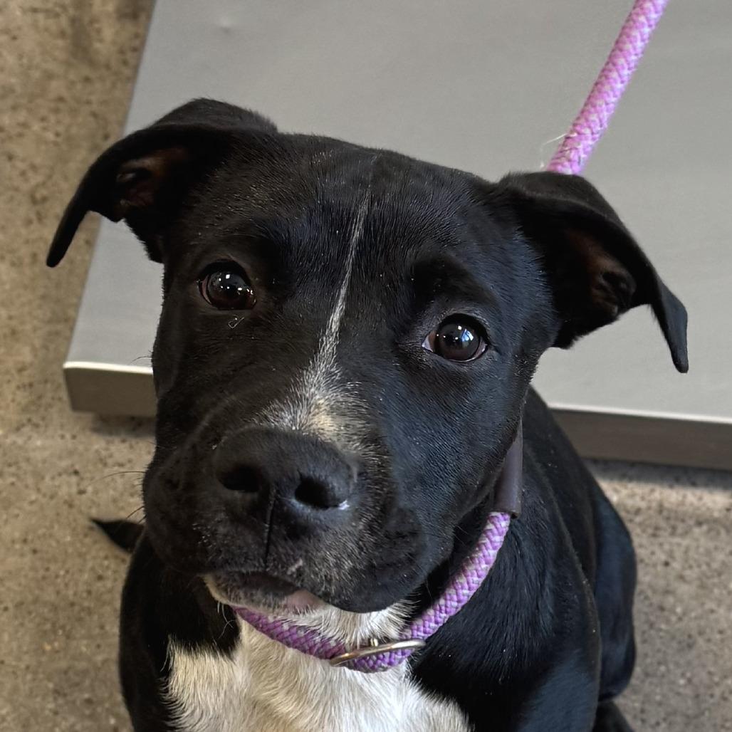Enlarge Affogato, a Adoptable Mixed Breed in Las Cruces, NM image 3/6
