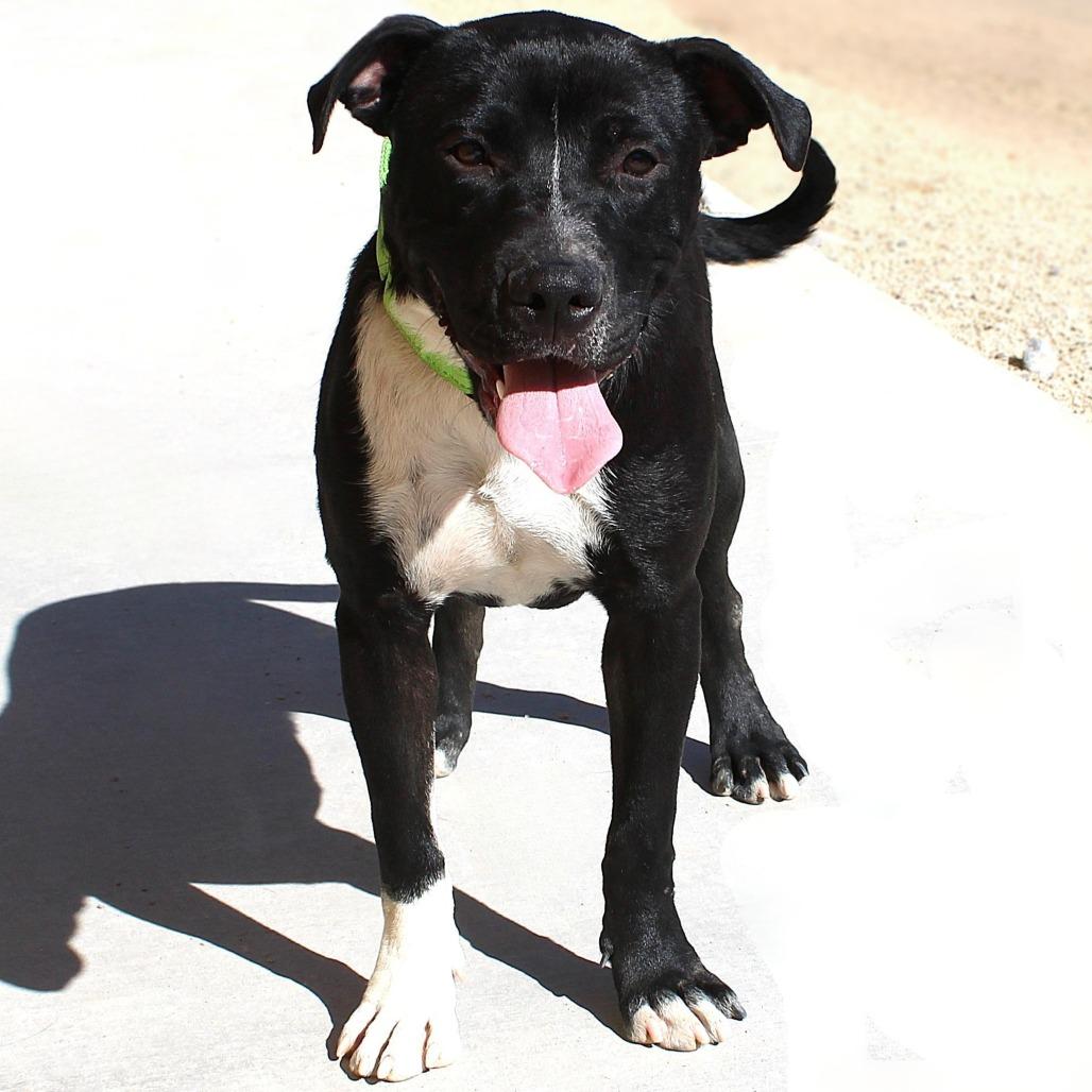 Enlarge Affogato, a Adoptable Mixed Breed in Las Cruces, NM image 4/6