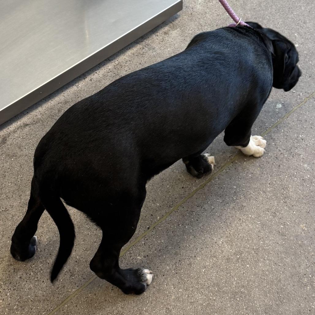 Enlarge Affogato, a Adoptable Mixed Breed in Las Cruces, NM image 5/6
