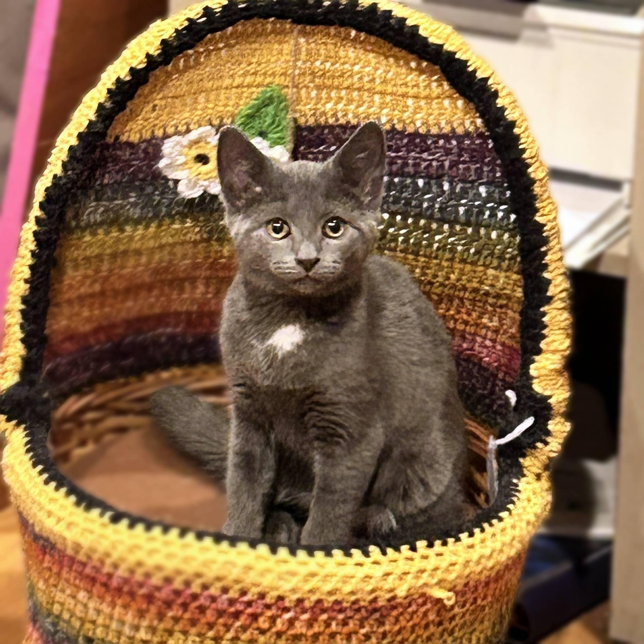 Enlarge Jewel, a Adoptable Domestic Short Hair in Lemoyne, PA image 4/5