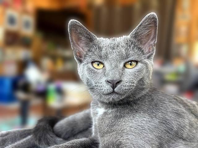 Jewel, Adoptable, Young Female Domestic Short Hair.