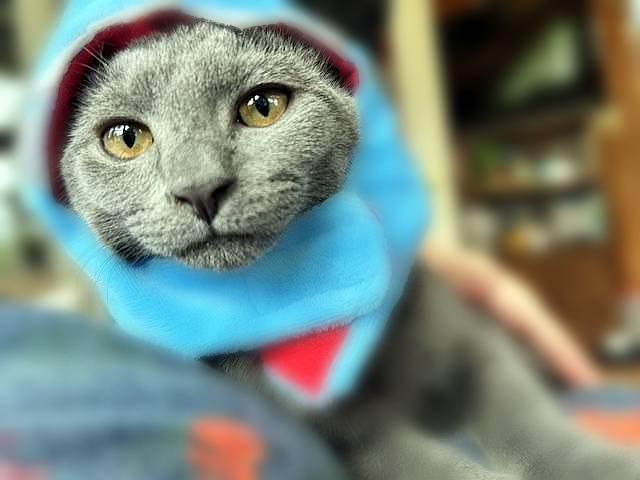 Enlarge Jewel, a Adoptable Domestic Short Hair in Lemoyne, PA image 2/5