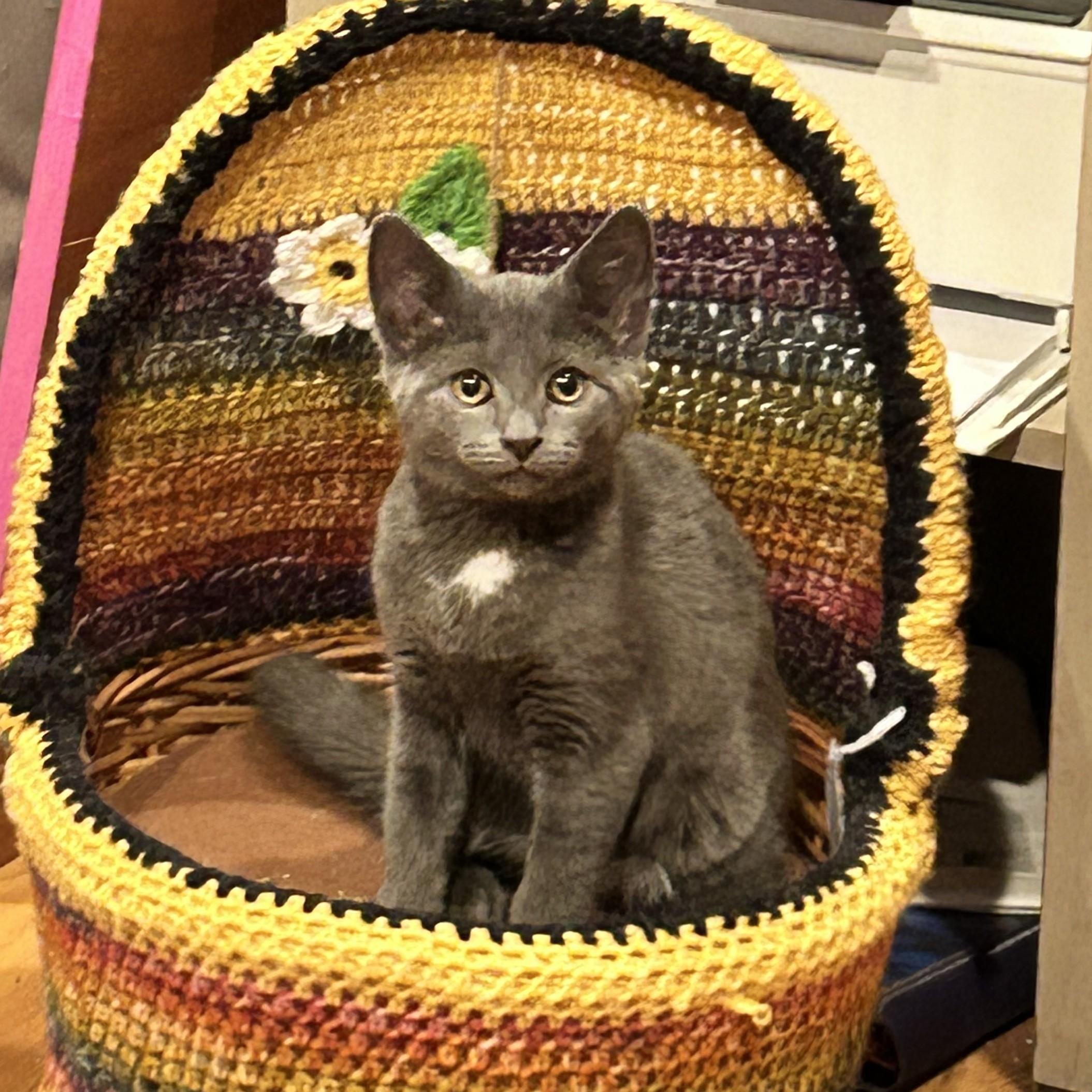 Jewel, a Adoptable Domestic Short Hair in Lemoyne, PA image 5/6