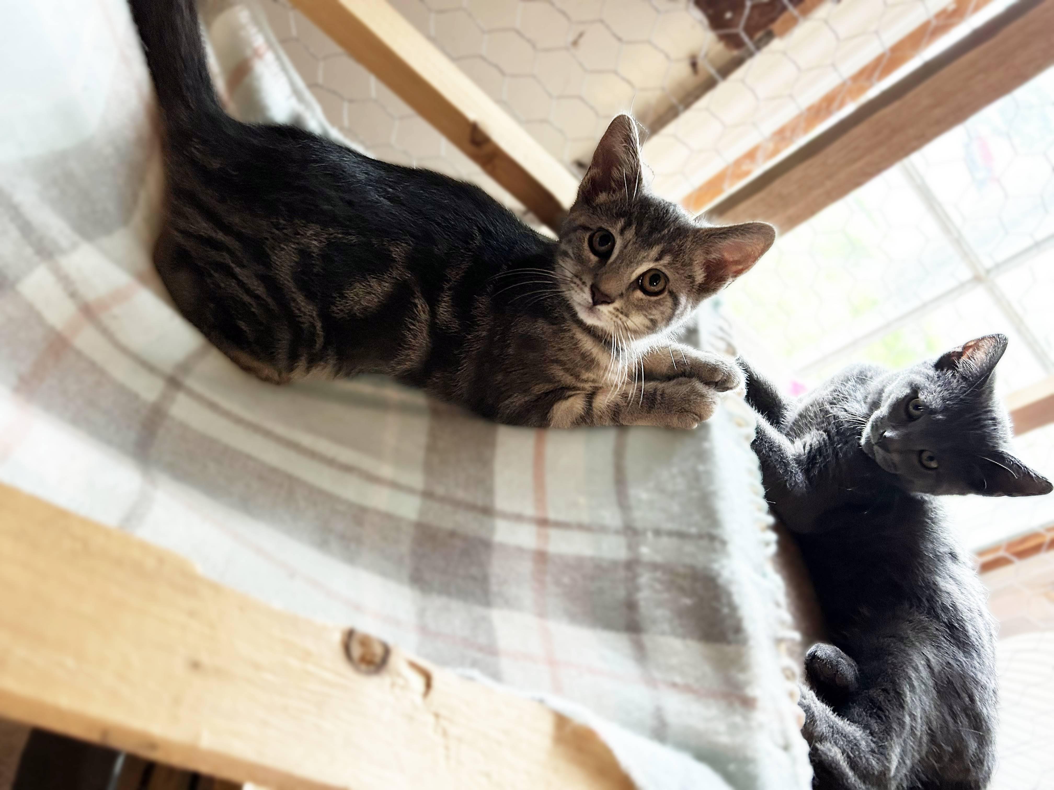 Enlarge Jewel, a Adoptable Domestic Short Hair in Lemoyne, PA image 3/5
