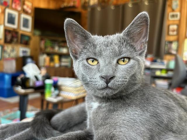 Jewel, Adoptable, Young Female Domestic Short Hair.