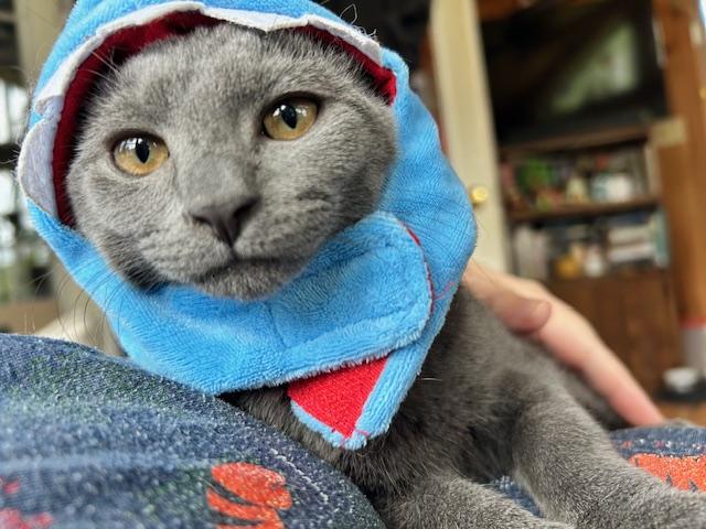 Jewel, a Adoptable Domestic Short Hair in Lemoyne, PA image 2/6