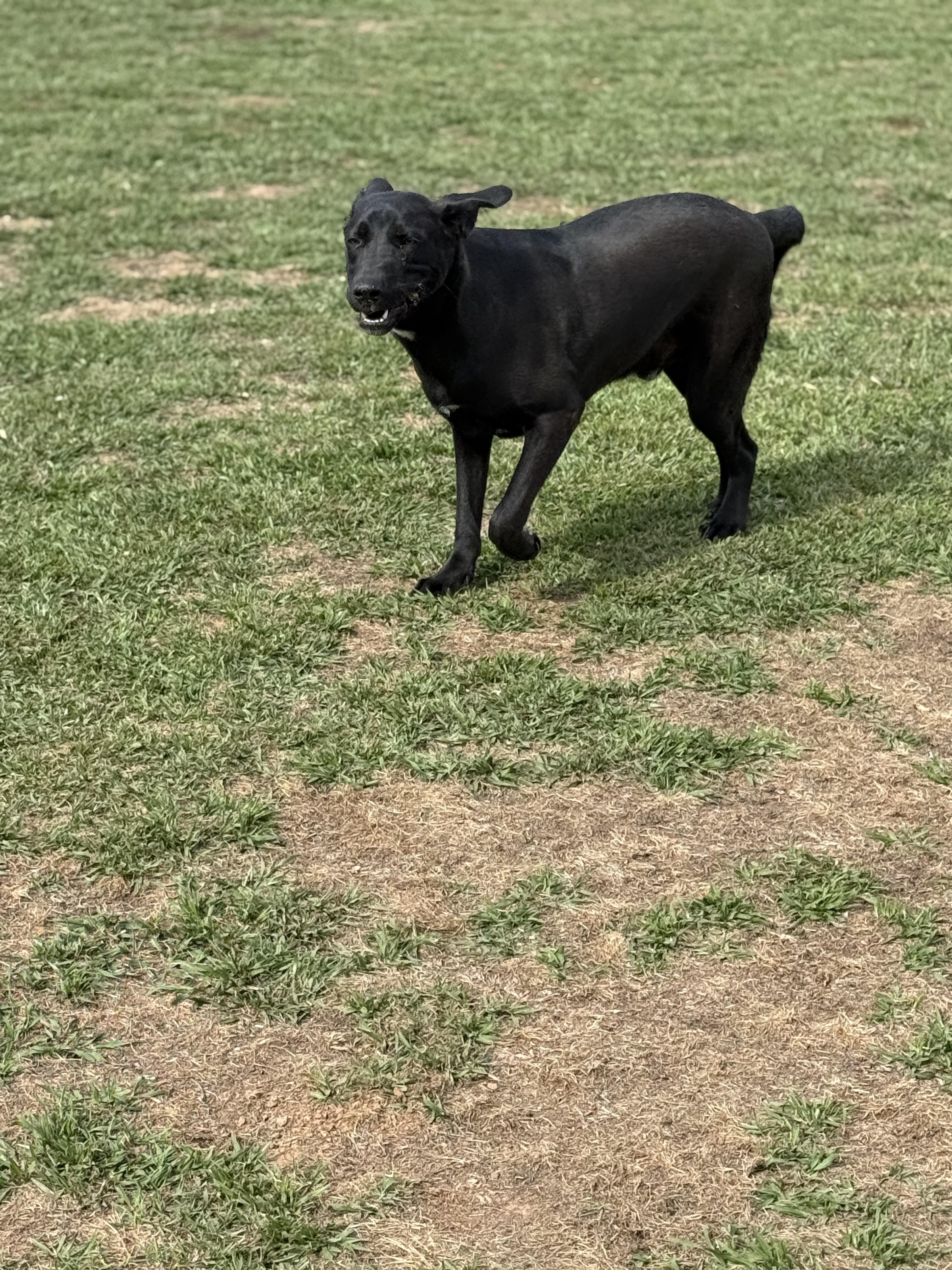 Enlarge Shadow, a Adopted Black Labrador Retriever in Mount Hermon, LA image 3/6
