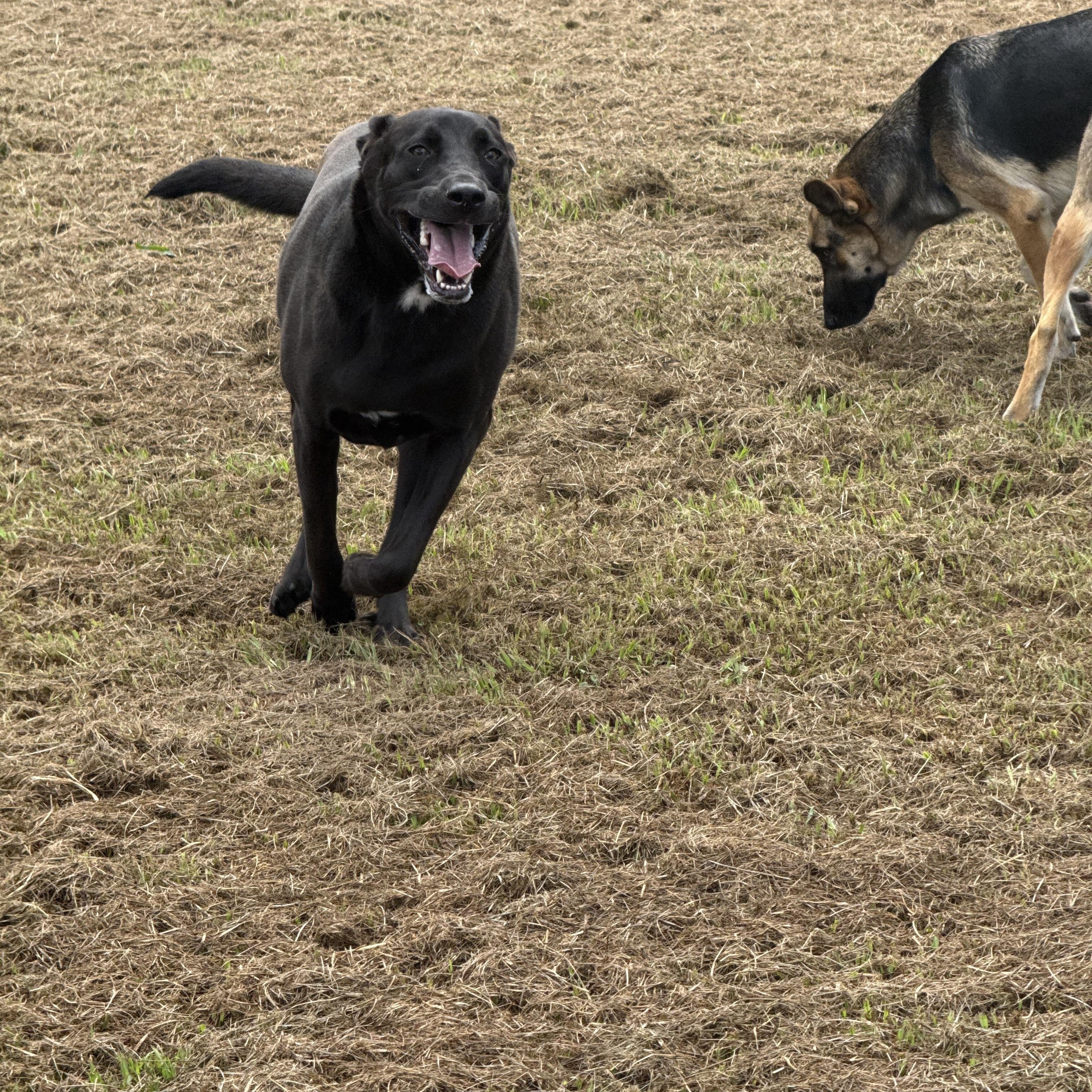 Enlarge Shadow, a Adopted Black Labrador Retriever in Mount Hermon, LA image 4/6
