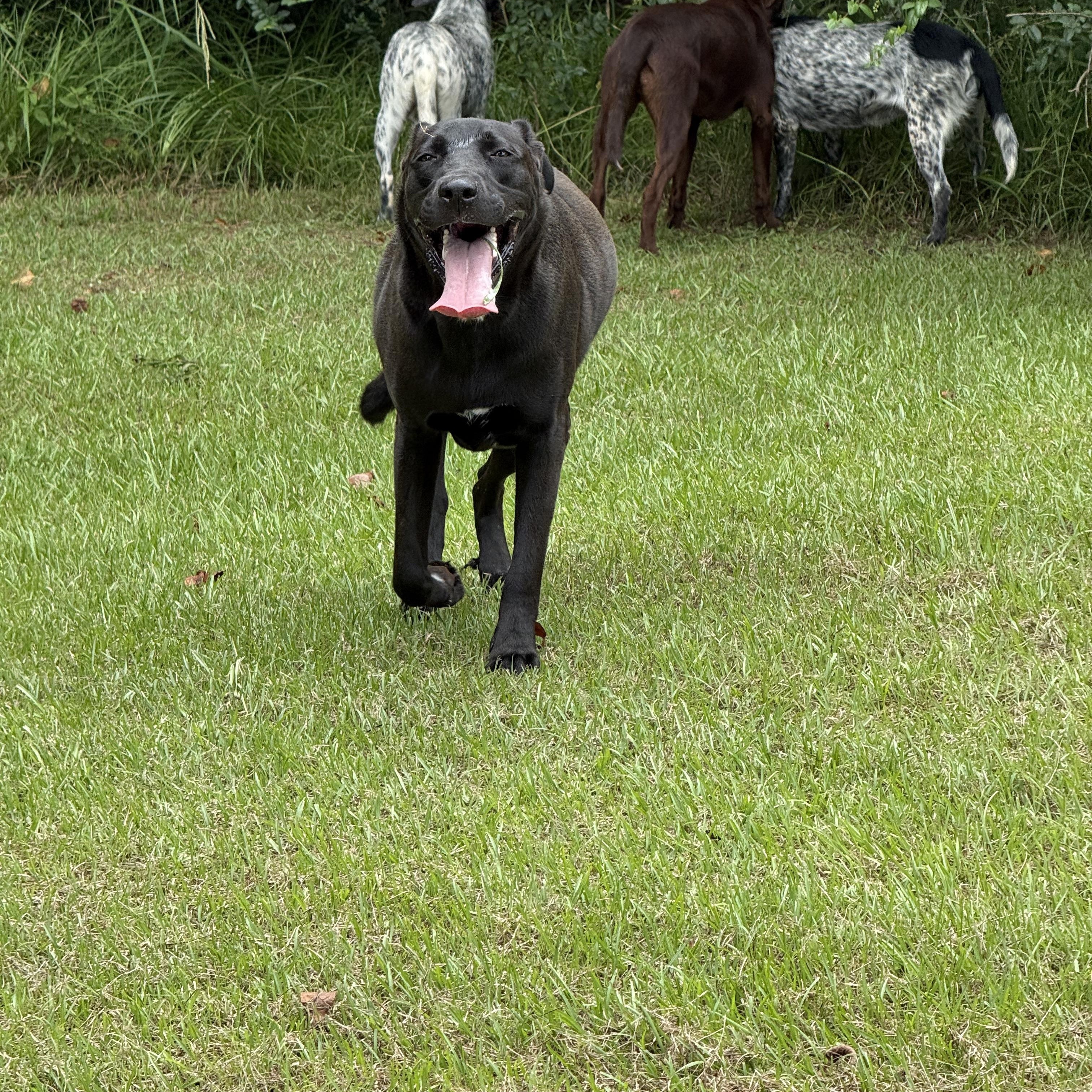 Enlarge Shadow, a Adopted Black Labrador Retriever in Mount Hermon, LA image 2/6