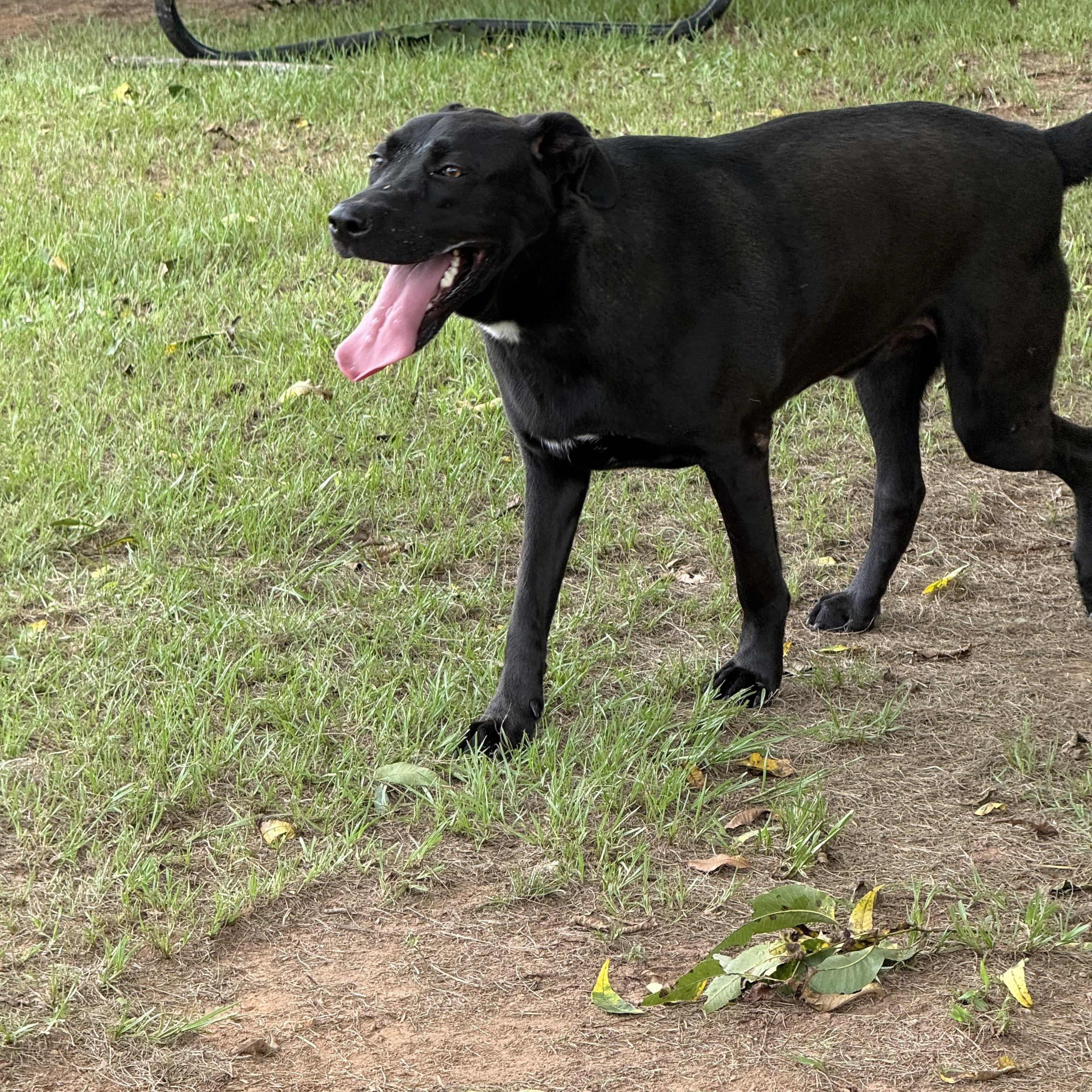 Enlarge Shadow, a Adopted Black Labrador Retriever in Mount Hermon, LA image 1/6