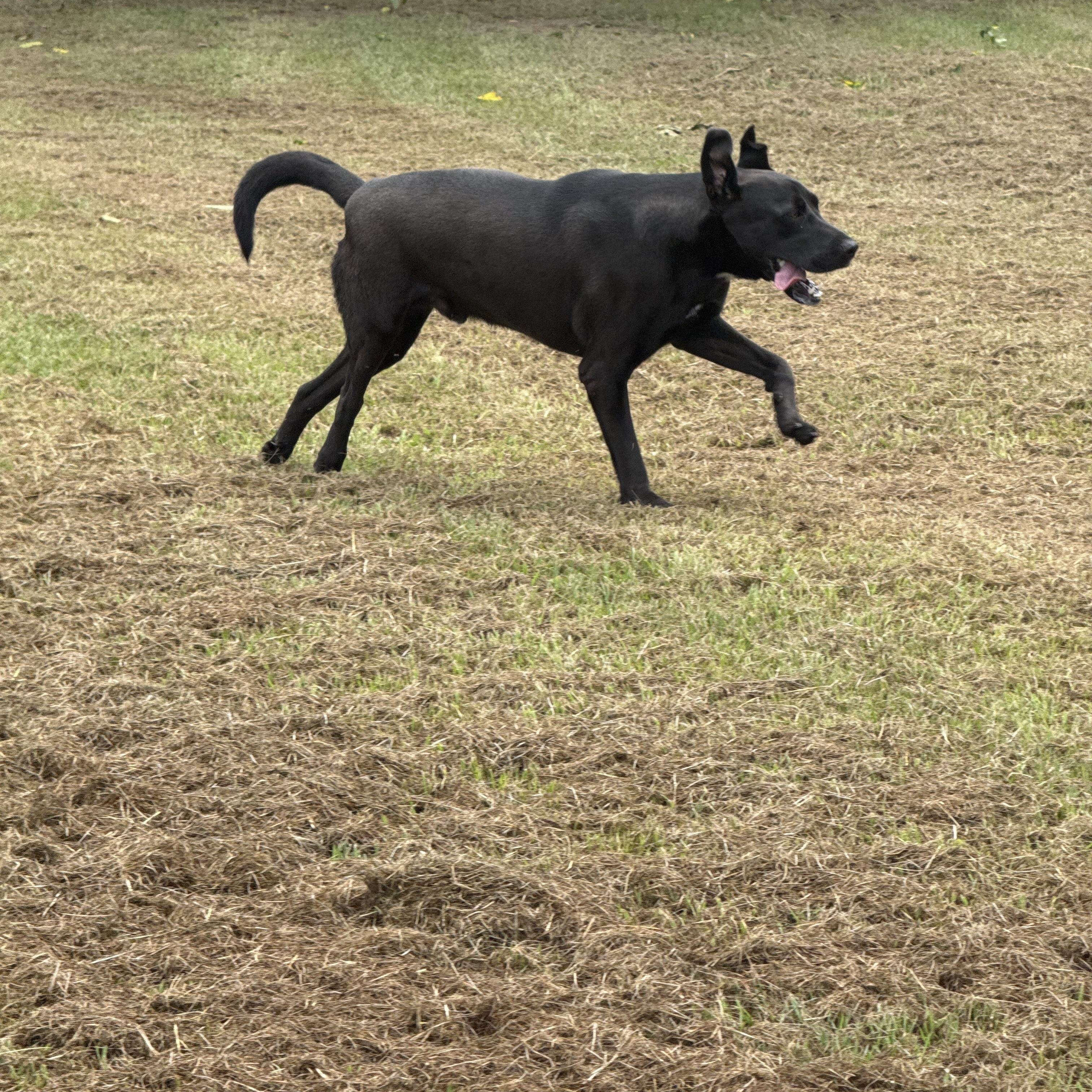 Enlarge Shadow, a Adopted Black Labrador Retriever in Mount Hermon, LA image 6/6
