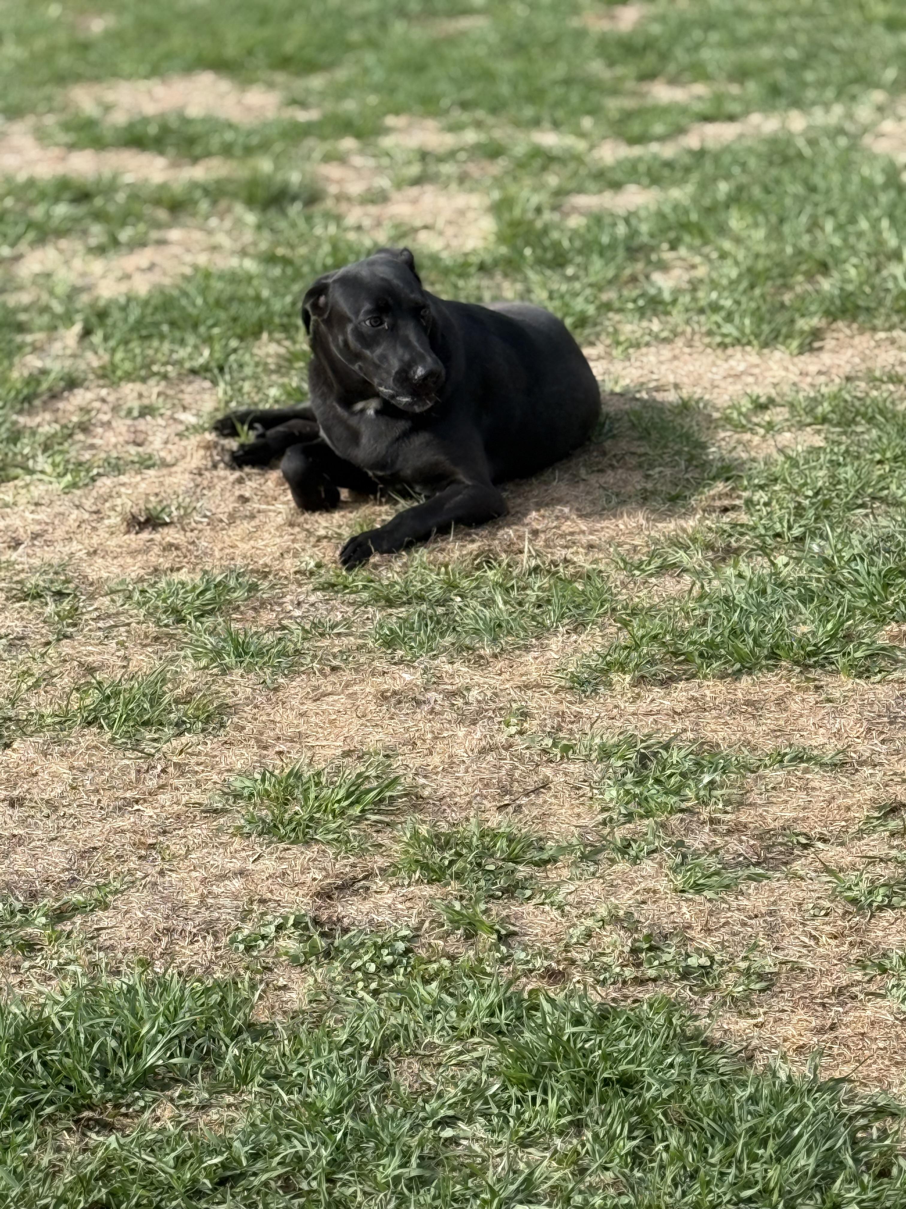 Enlarge Shadow, a Adopted Black Labrador Retriever in Mount Hermon, LA image 5/6