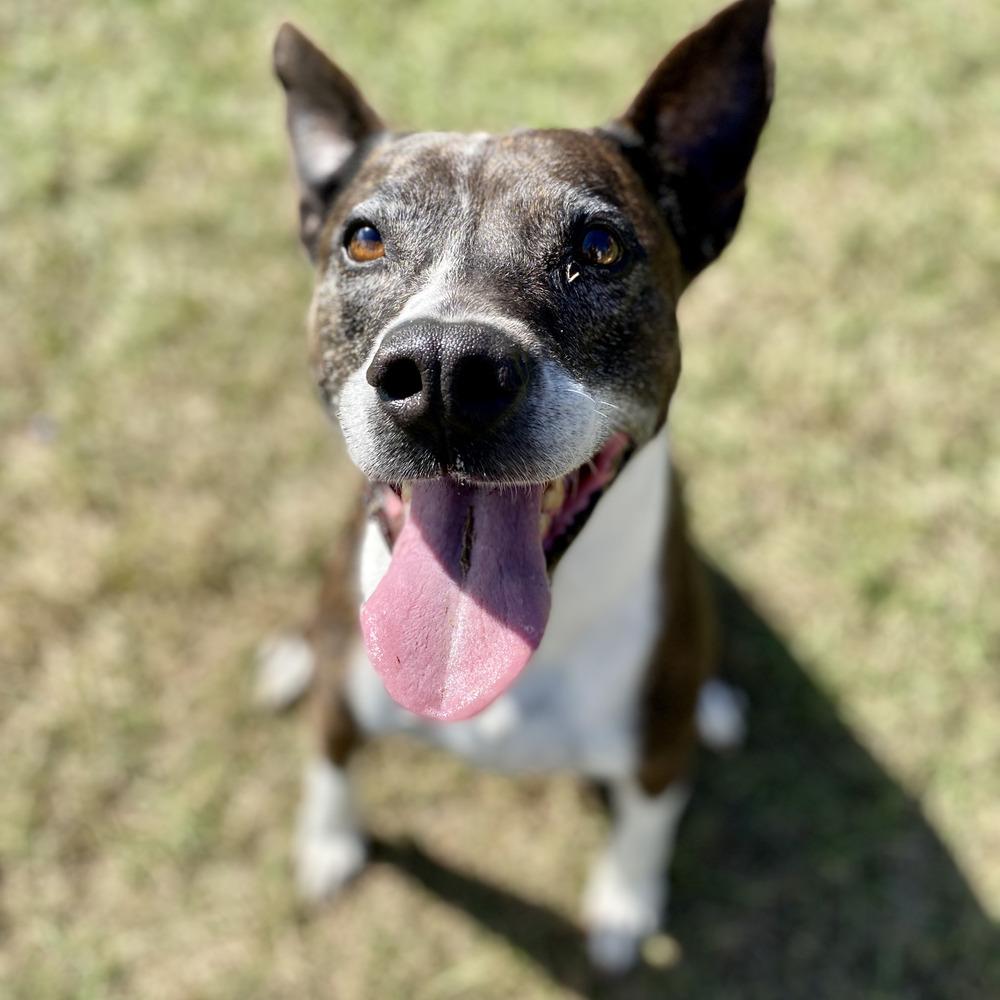 Daisy, Adoptable, Adult Female American Staffordshire Terrier & Mixed Breed.