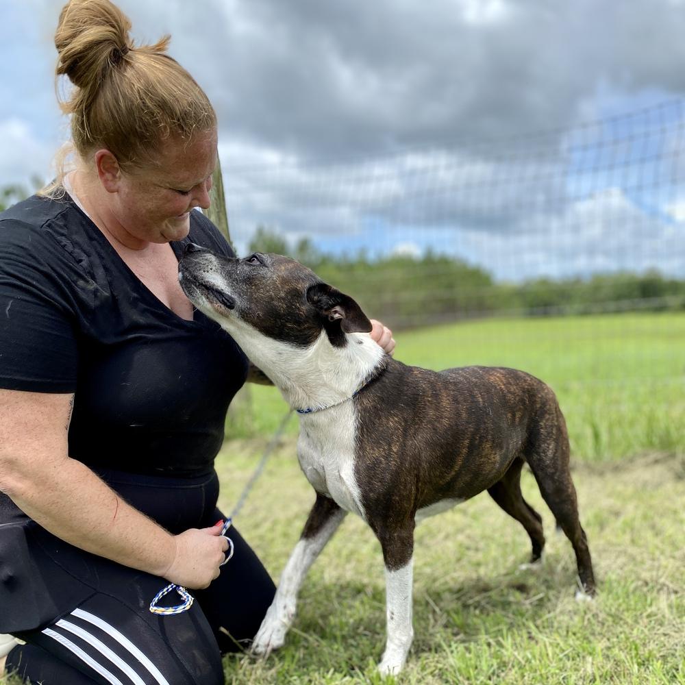 Daisy, a Adoptable mixed breed in Saint Augustine, FL image 2/5