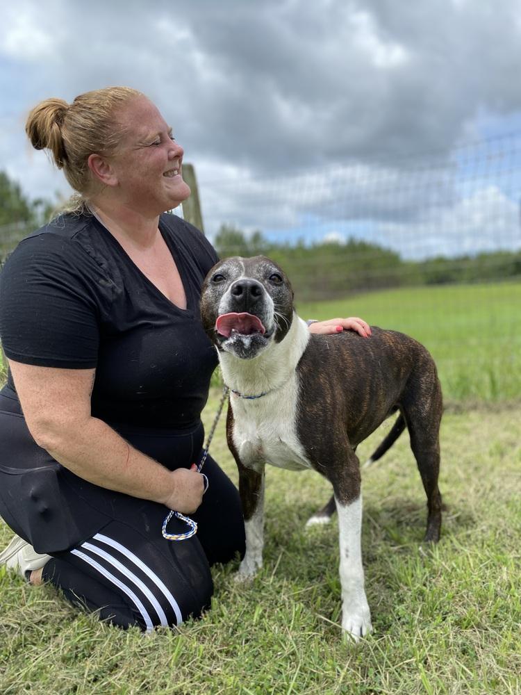 Daisy, a Adoptable mixed breed in Saint Augustine, FL image 3/5