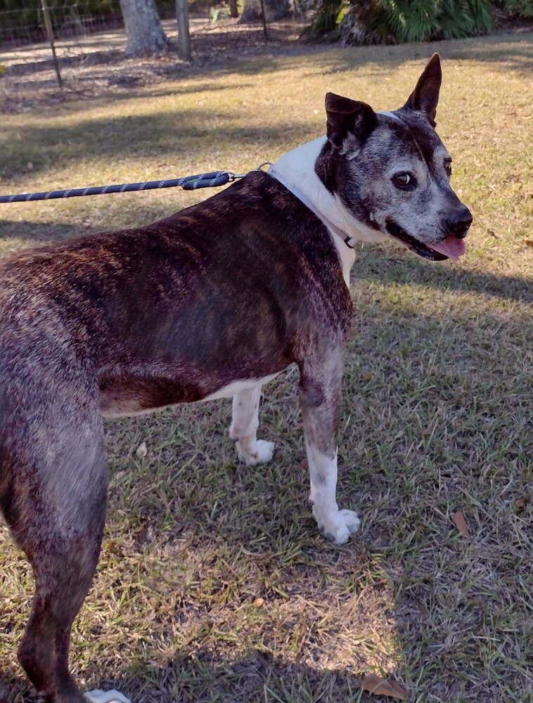 Daisy, a Adoptable mixed breed in Saint Augustine, FL image 4/5