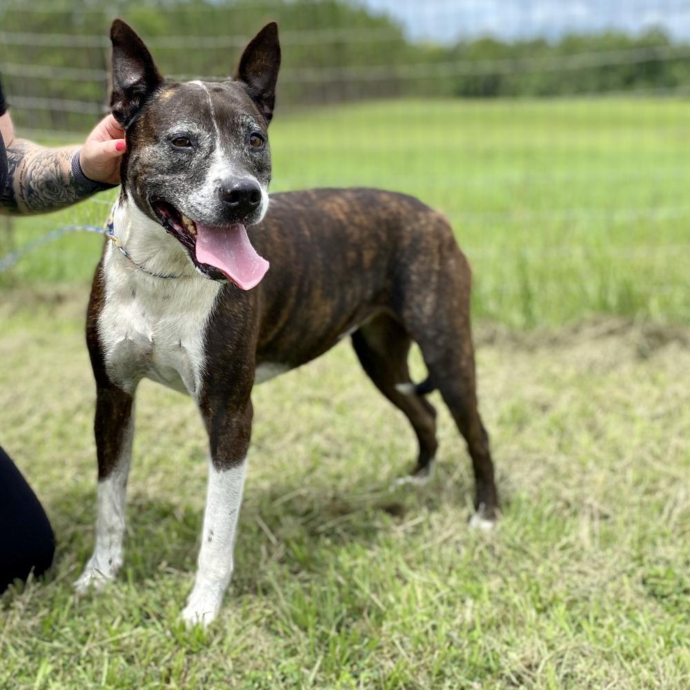 Daisy, a Adoptable mixed breed in Saint Augustine, FL image 5/5
