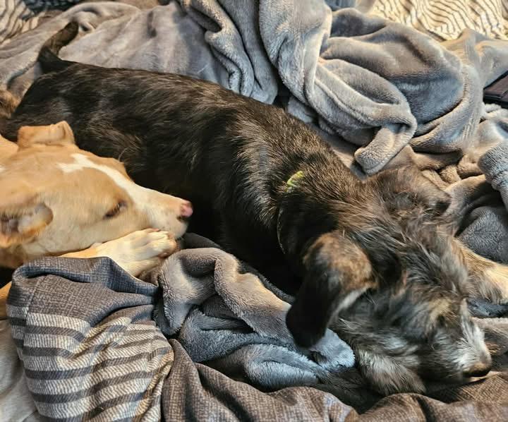 Snickers, Adoptable, Puppy Female Mixed Breed.