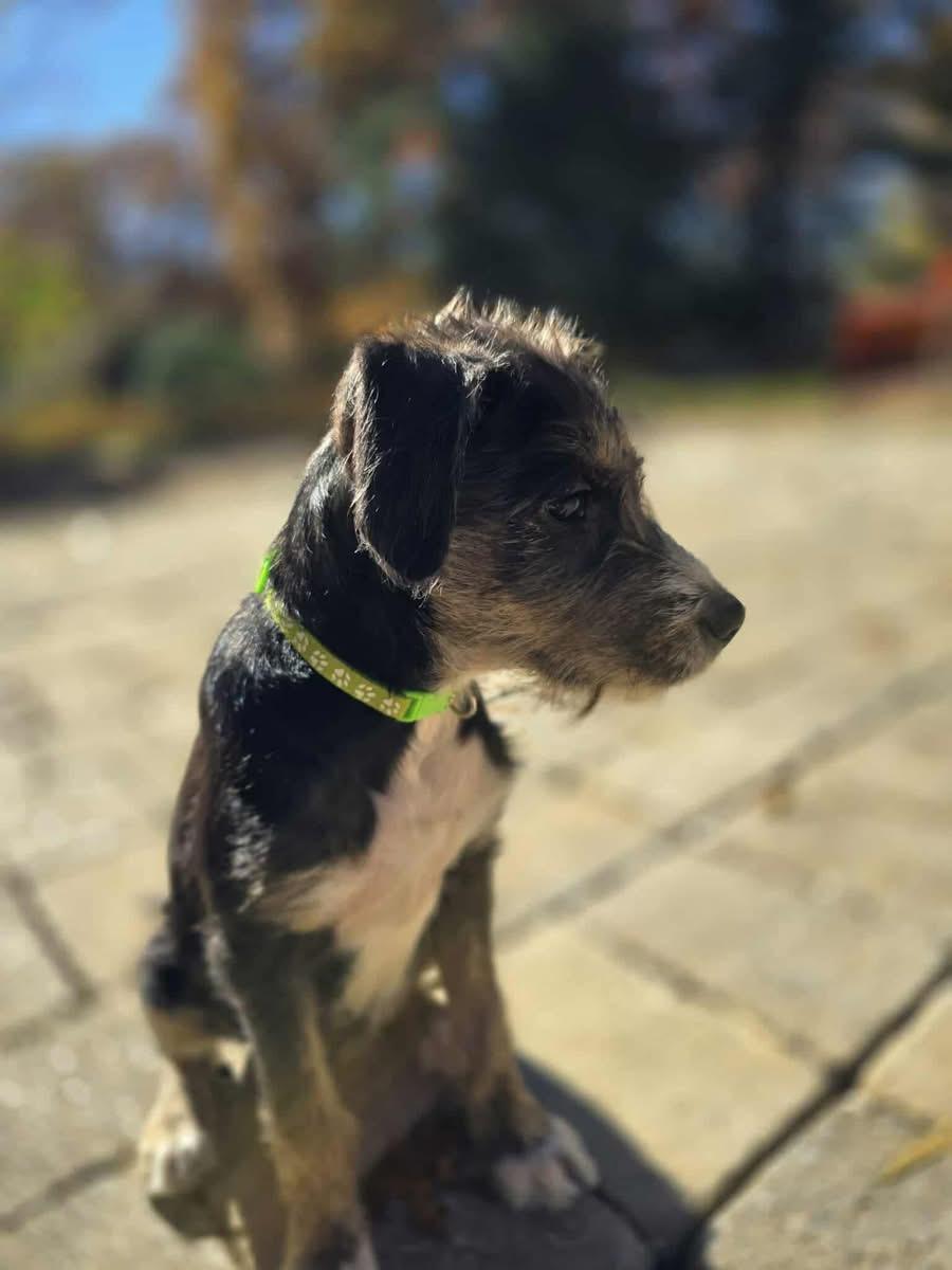 Snickers, Adoptable, Young Female Mixed Breed.