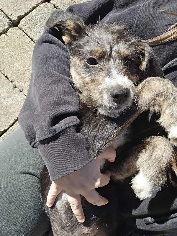 Snickers, a Adoptable Mixed Breed in Griswold, CT image 3/3