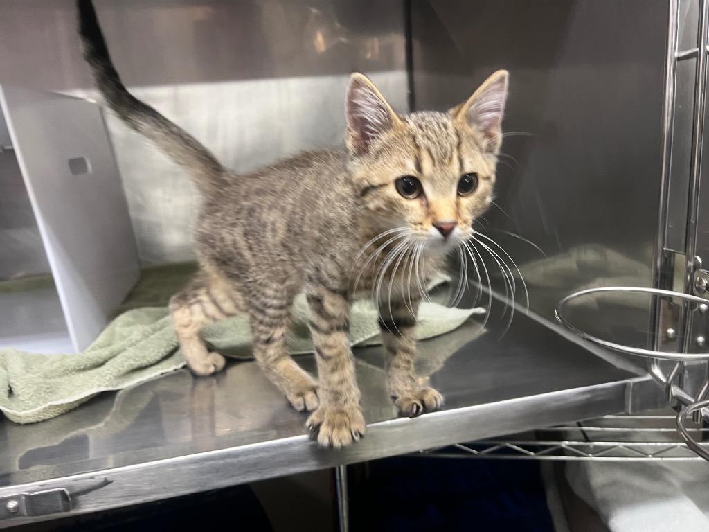Edward, Adoptable, Kitten Male Domestic Short Hair.