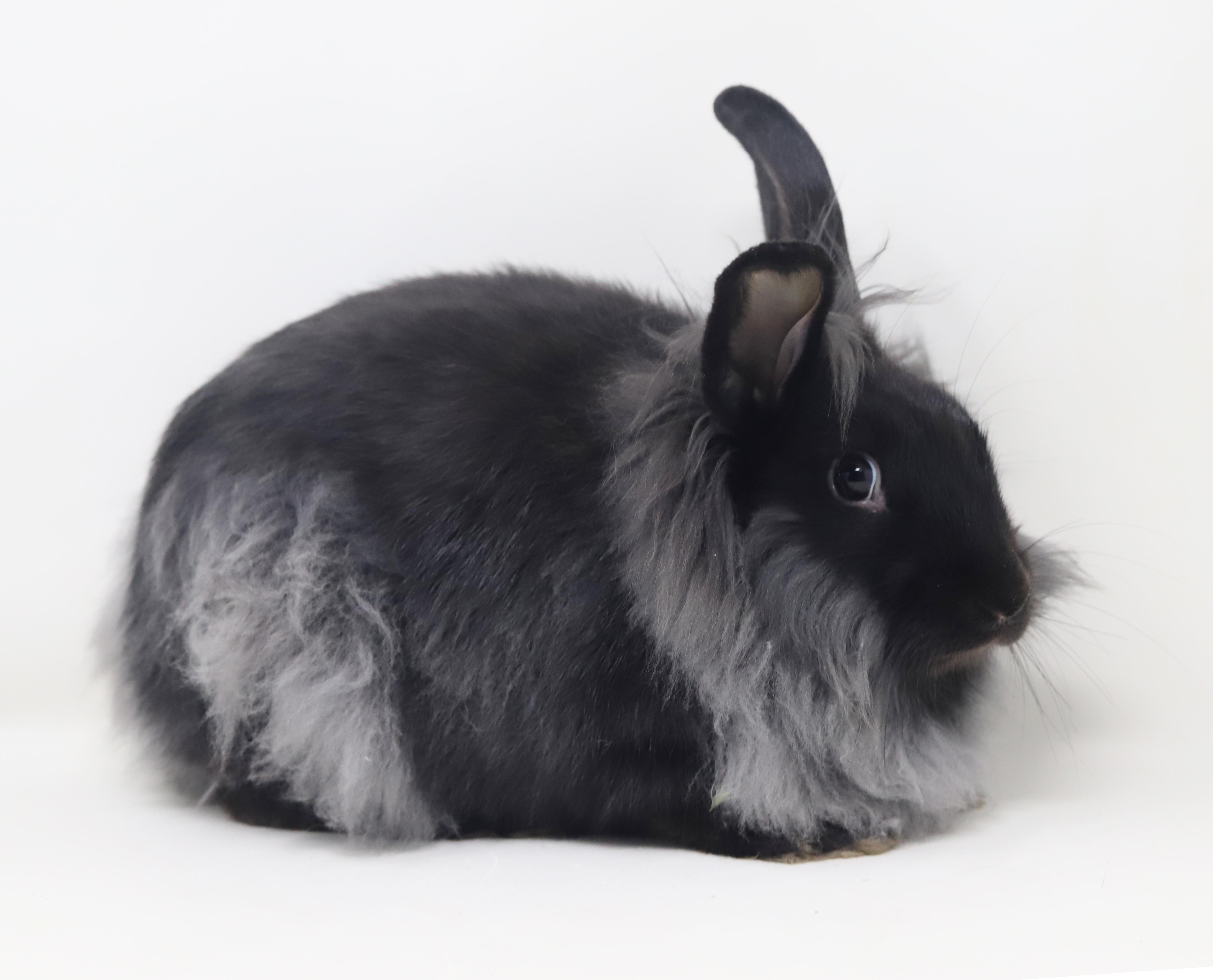 Enlarge Rutabaga!  Baby bunny super model!  WOW she's spectacular!!, a ADOPTABLE Lionhead in Bedford Hills, NY image 2/6