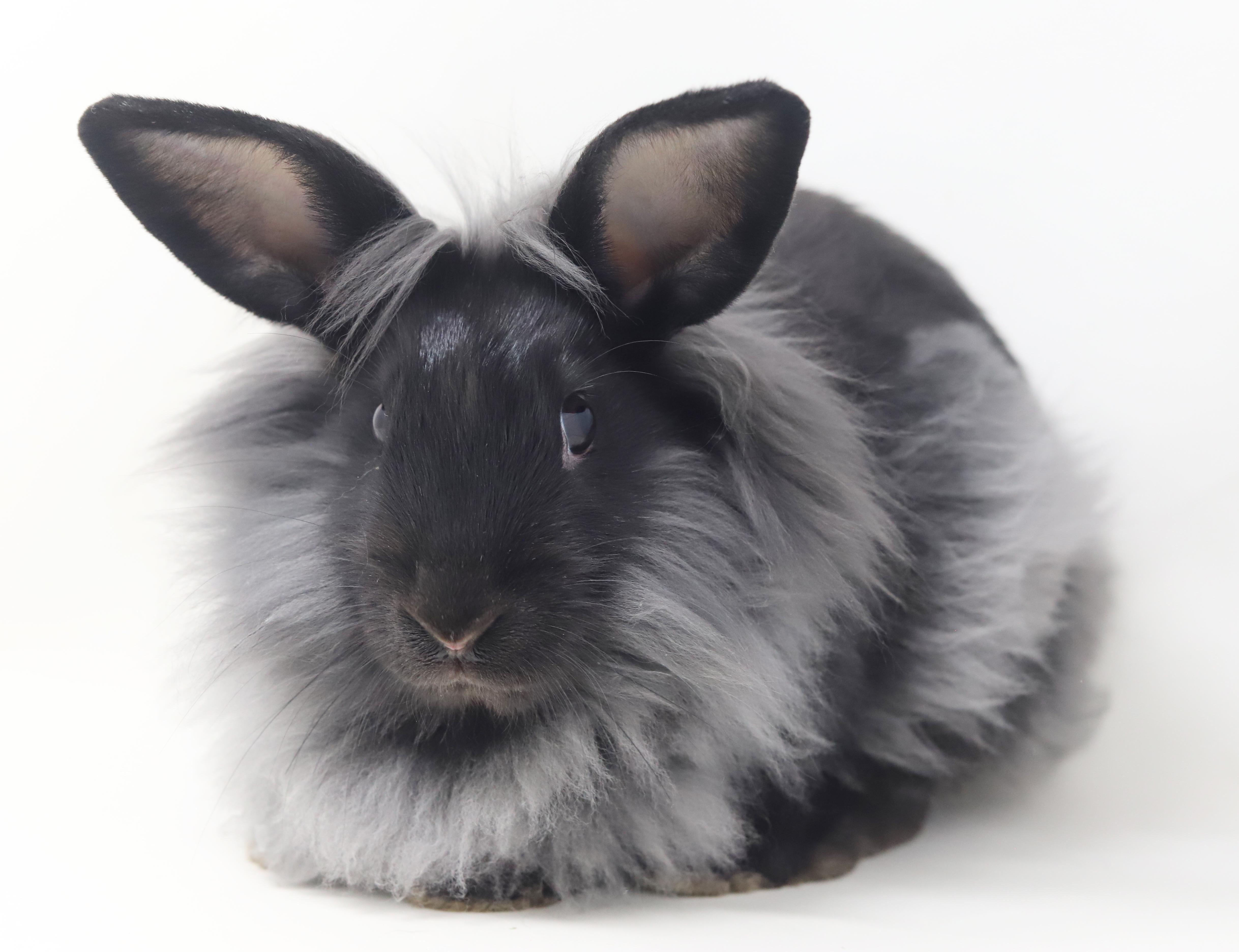 Enlarge Rutabaga!  Baby bunny super model!  WOW she's spectacular!!, a ADOPTABLE Lionhead in Bedford Hills, NY image 4/6