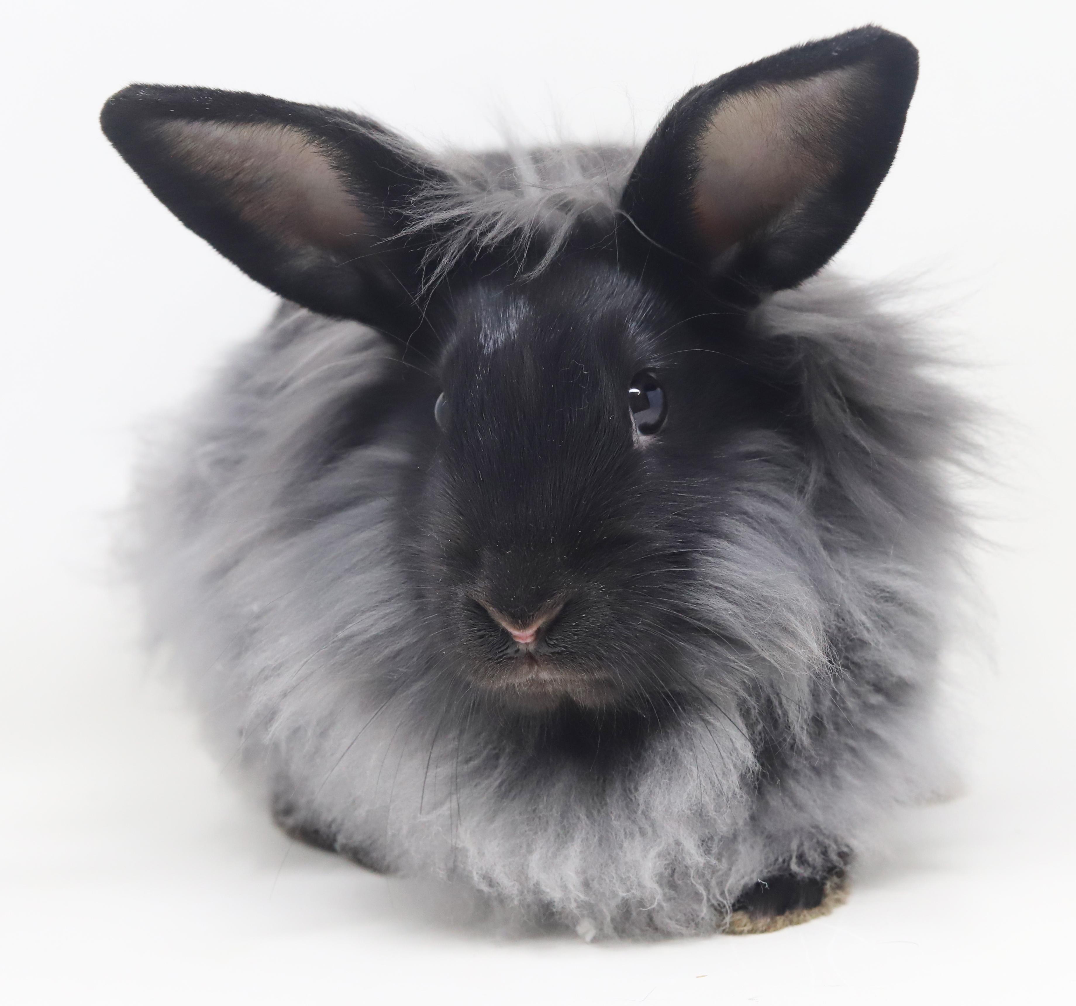 Enlarge Rutabaga!  Baby bunny super model!  WOW she's spectacular!!, a ADOPTABLE Lionhead in Bedford Hills, NY image 6/6