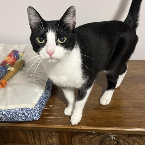 Enlarge Chanel, a Adoptable Domestic Short Hair in Marietta, GA image 1/1