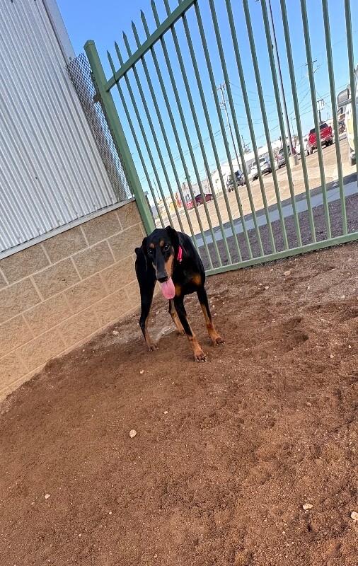 Enlarge Mia, a Adoptable Doberman Pinscher in Hobbs, NM image 2/4