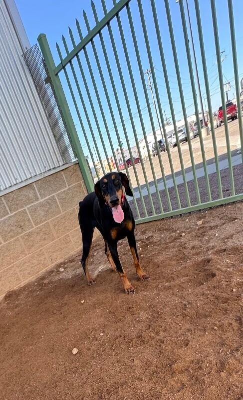 Enlarge Mia, a Adoptable Doberman Pinscher in Hobbs, NM image 3/4