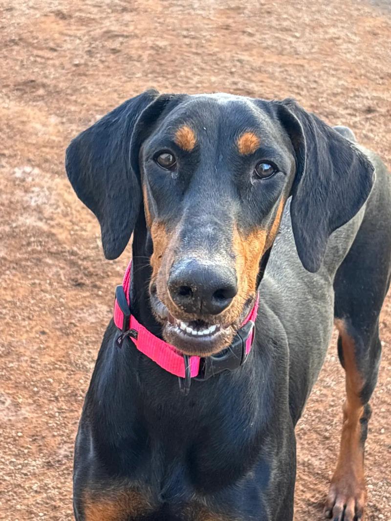 Enlarge Mia, a Adoptable Doberman Pinscher in Hobbs, NM image 4/4