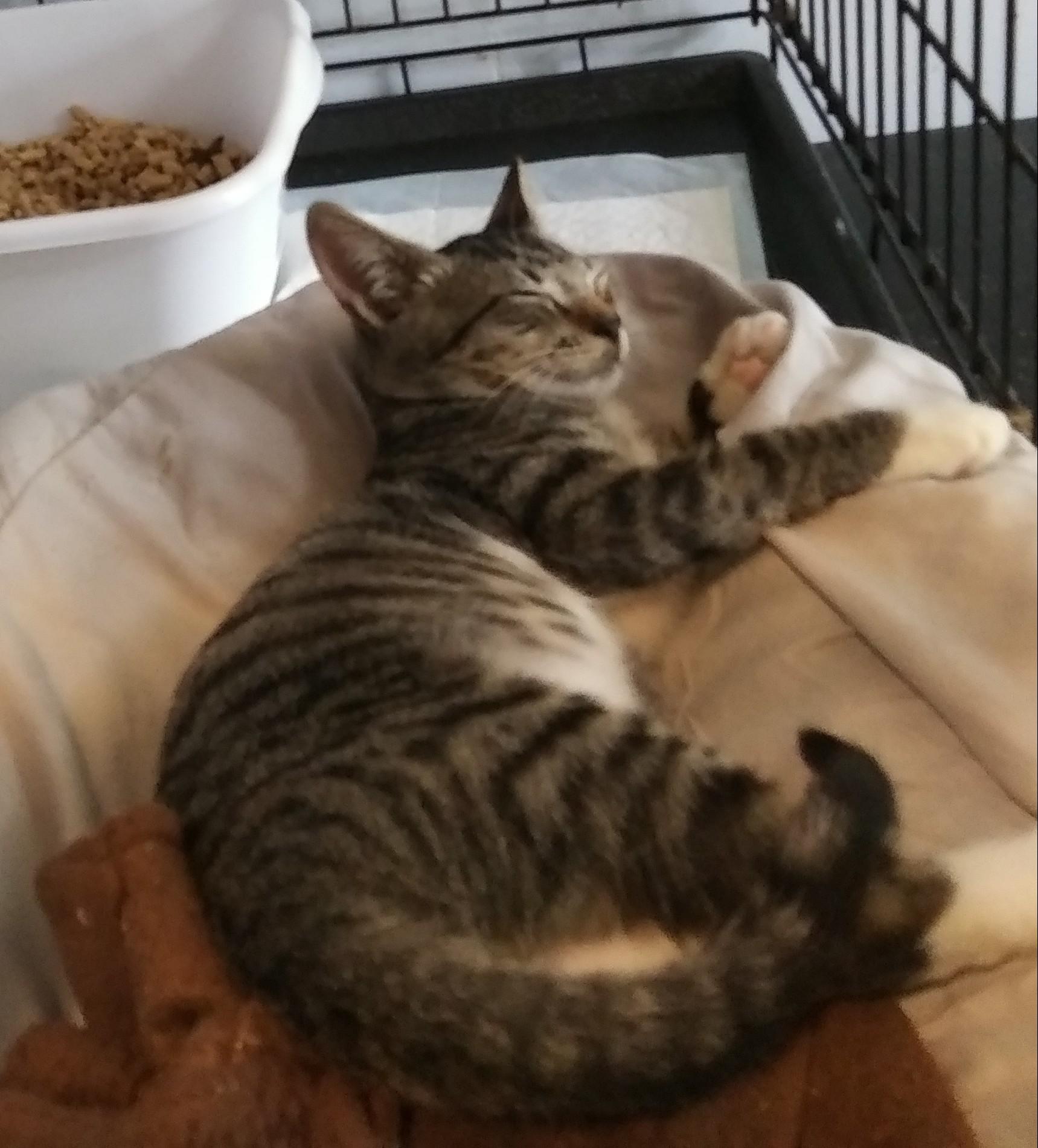 Enlarge Tate, a Adoptable Domestic Short Hair in Port Wentworth, GA image 2/2