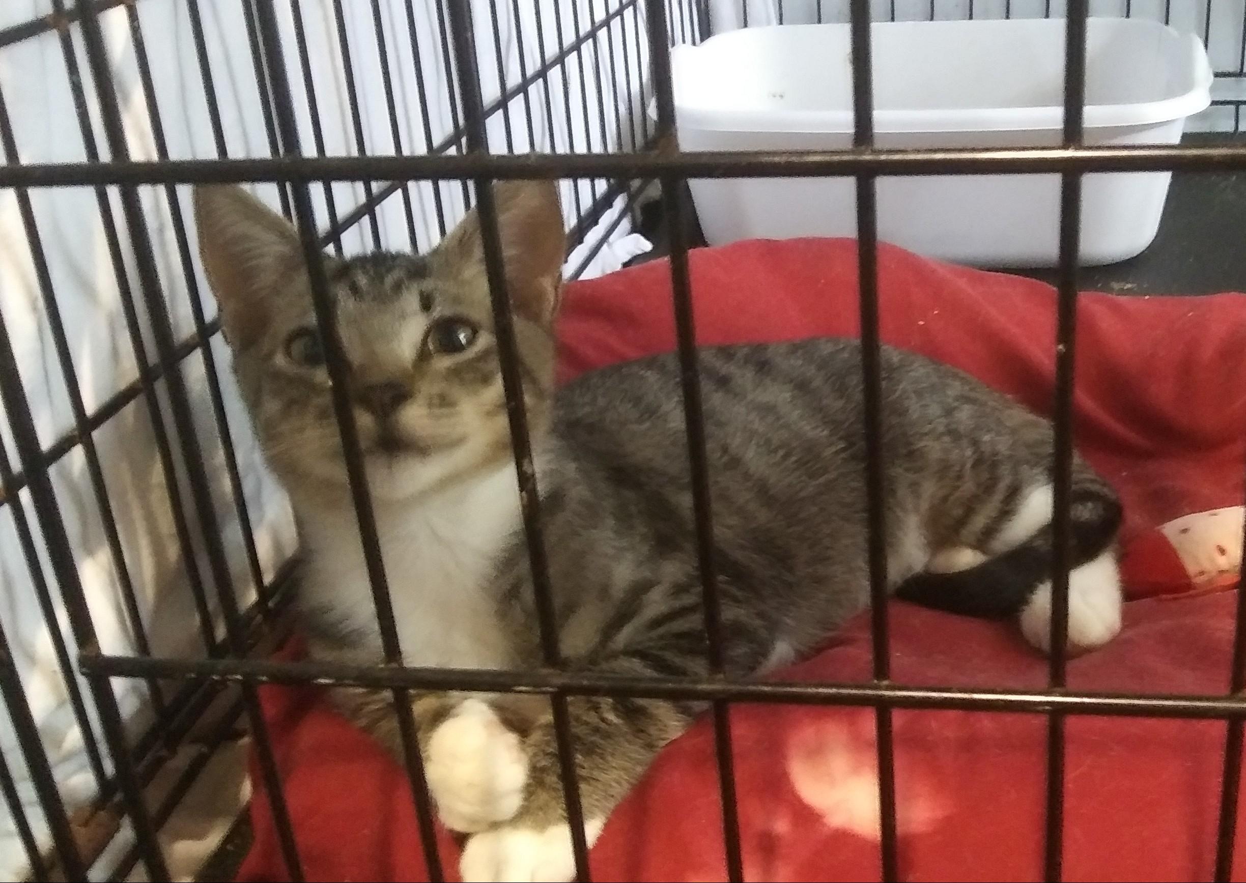 Enlarge Tate, a Adoptable Domestic Short Hair in Port Wentworth, GA image 1/2