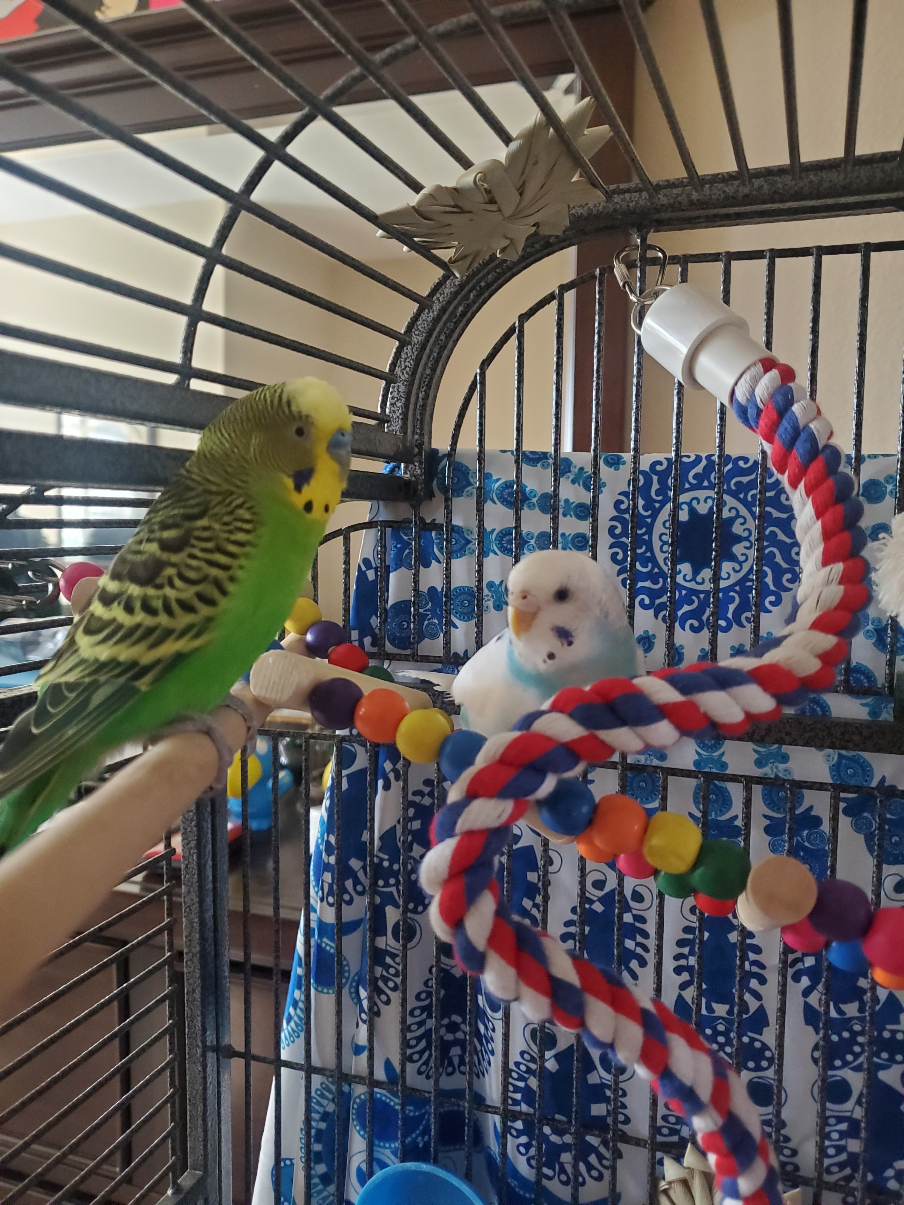Enlarge Lucky and Sky, a Adoptable Budgie / Budgerigar in Parrish, FL image 1/8