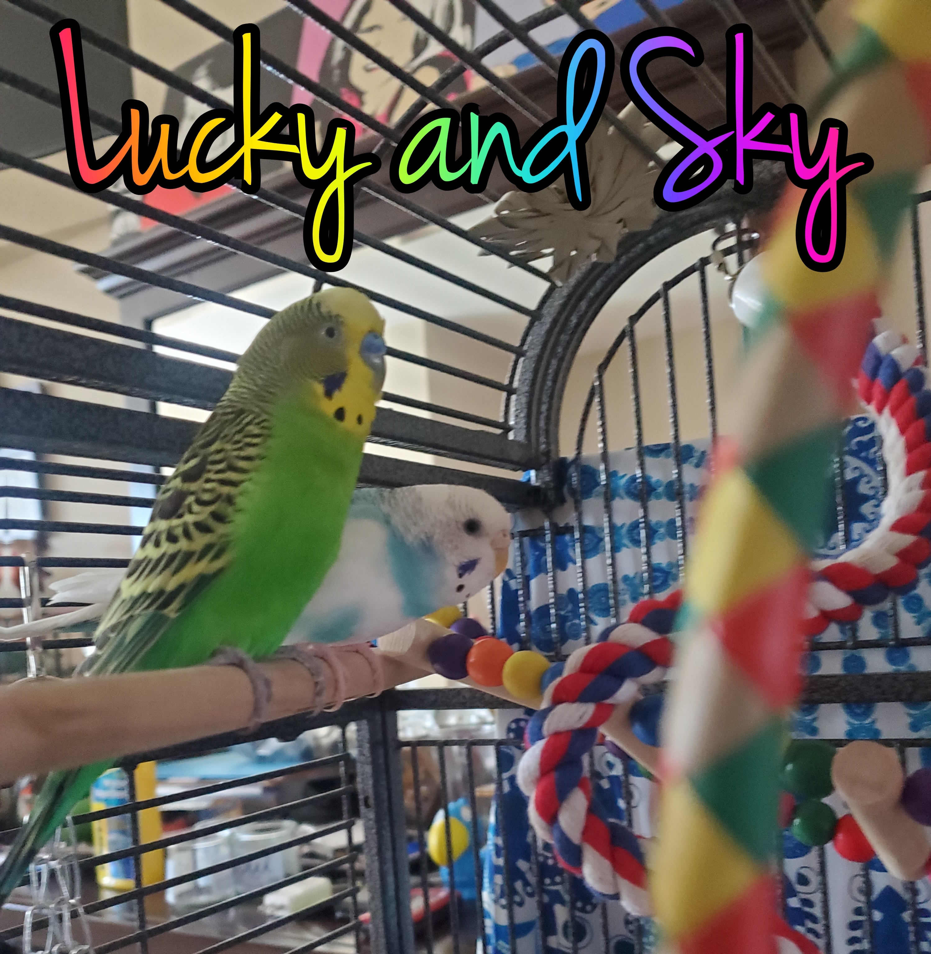 Enlarge Lucky and Sky, a Adoptable Budgie / Budgerigar in Parrish, FL image 2/8