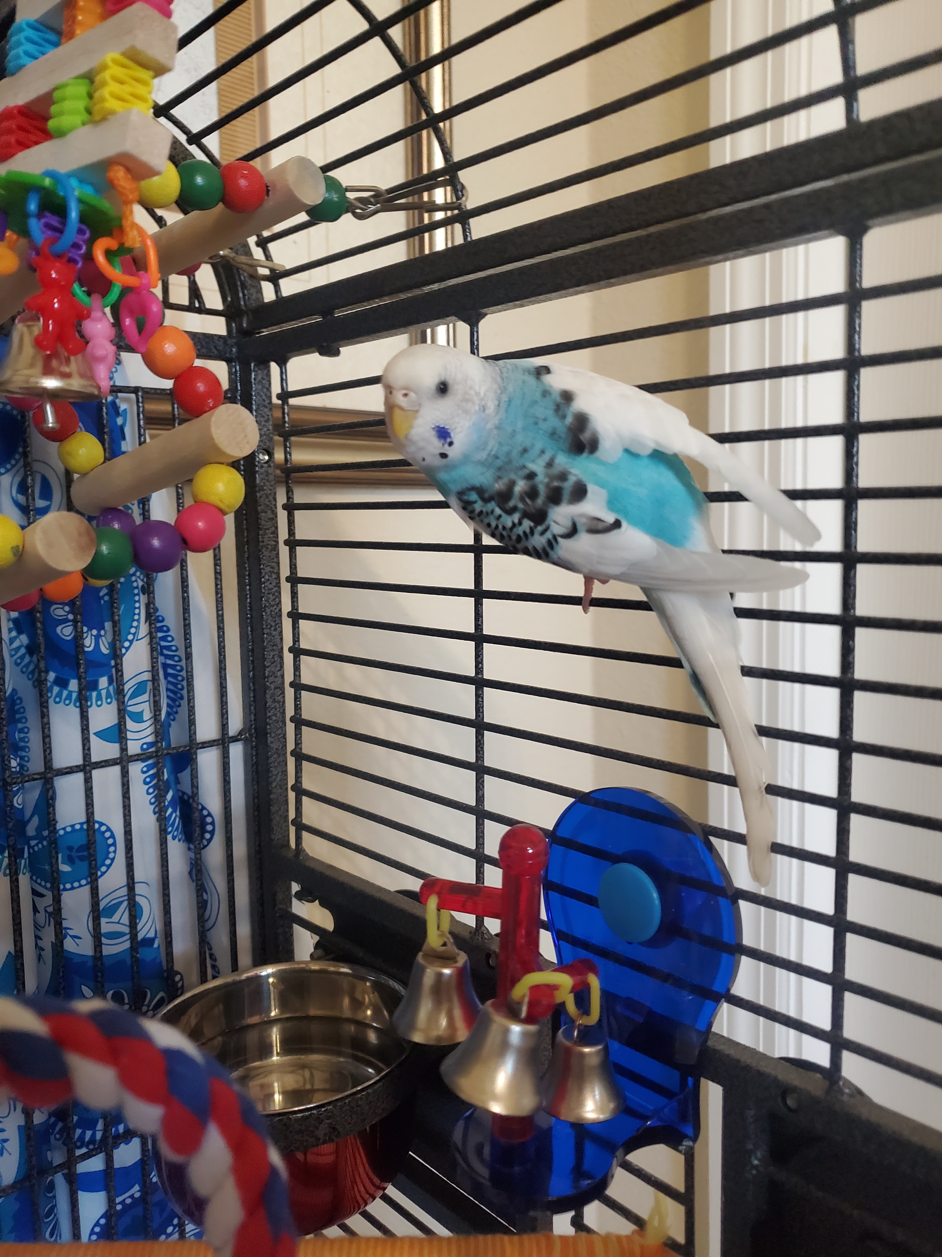 Enlarge Lucky and Sky, a Adoptable Budgie / Budgerigar in Parrish, FL image 3/8