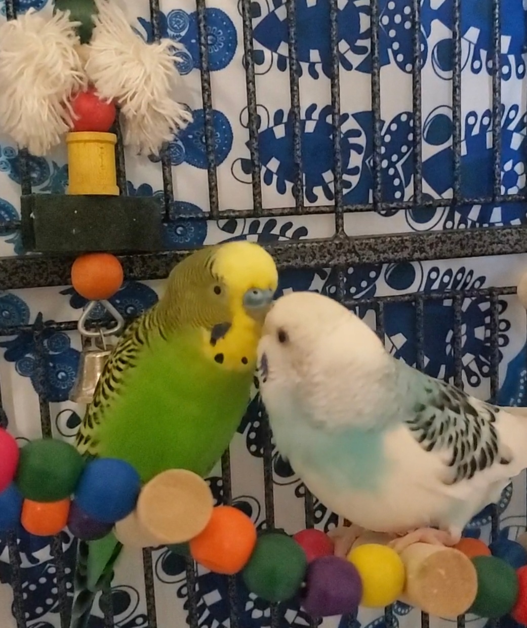 Enlarge Lucky and Sky, a Adoptable Budgie / Budgerigar in Parrish, FL image 4/8
