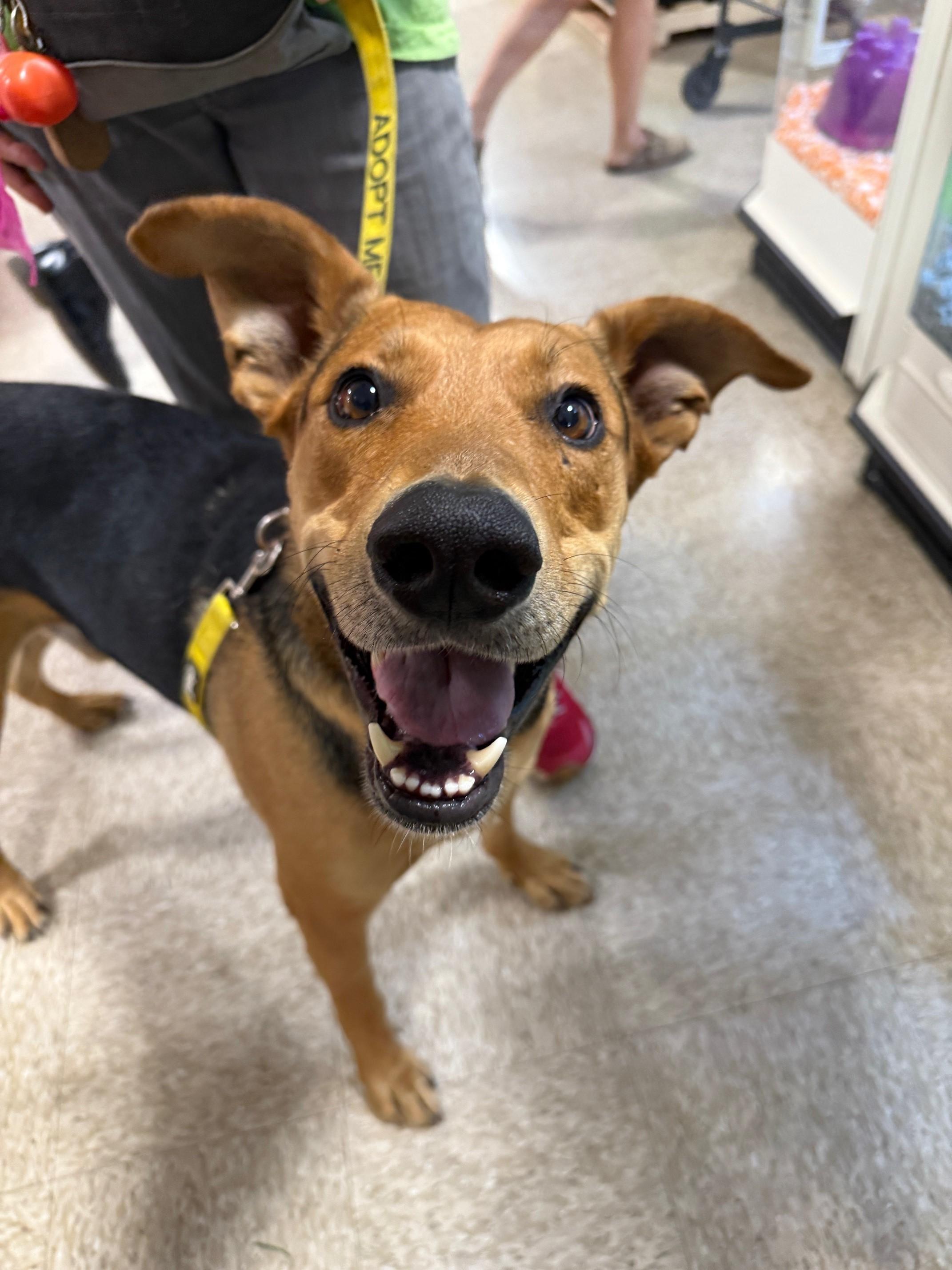 Enlarge Spencer, a Adoptable mixed breed in Redding, CA image 5/6