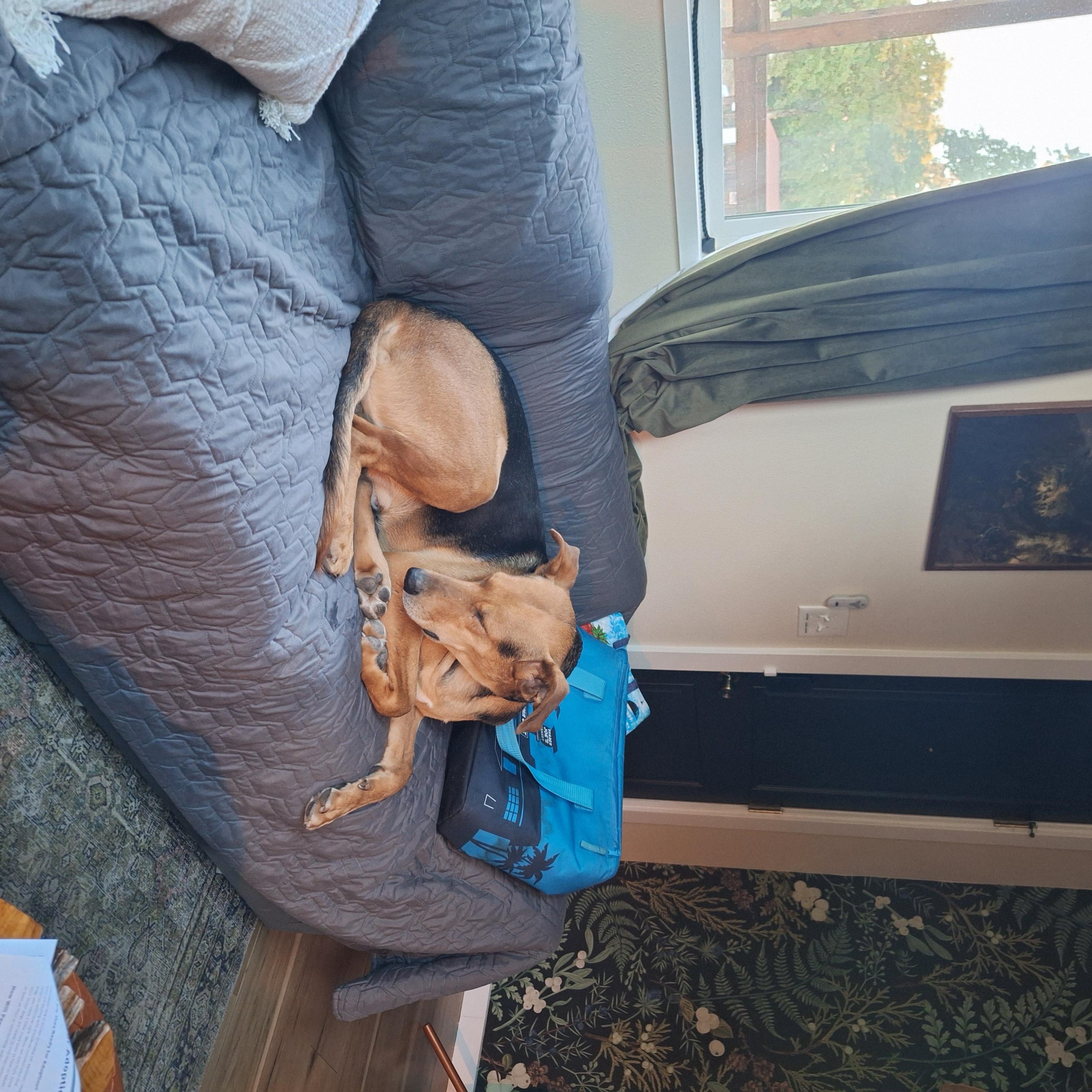 Enlarge Spencer, a Adoptable mixed breed in Redding, CA image 2/6