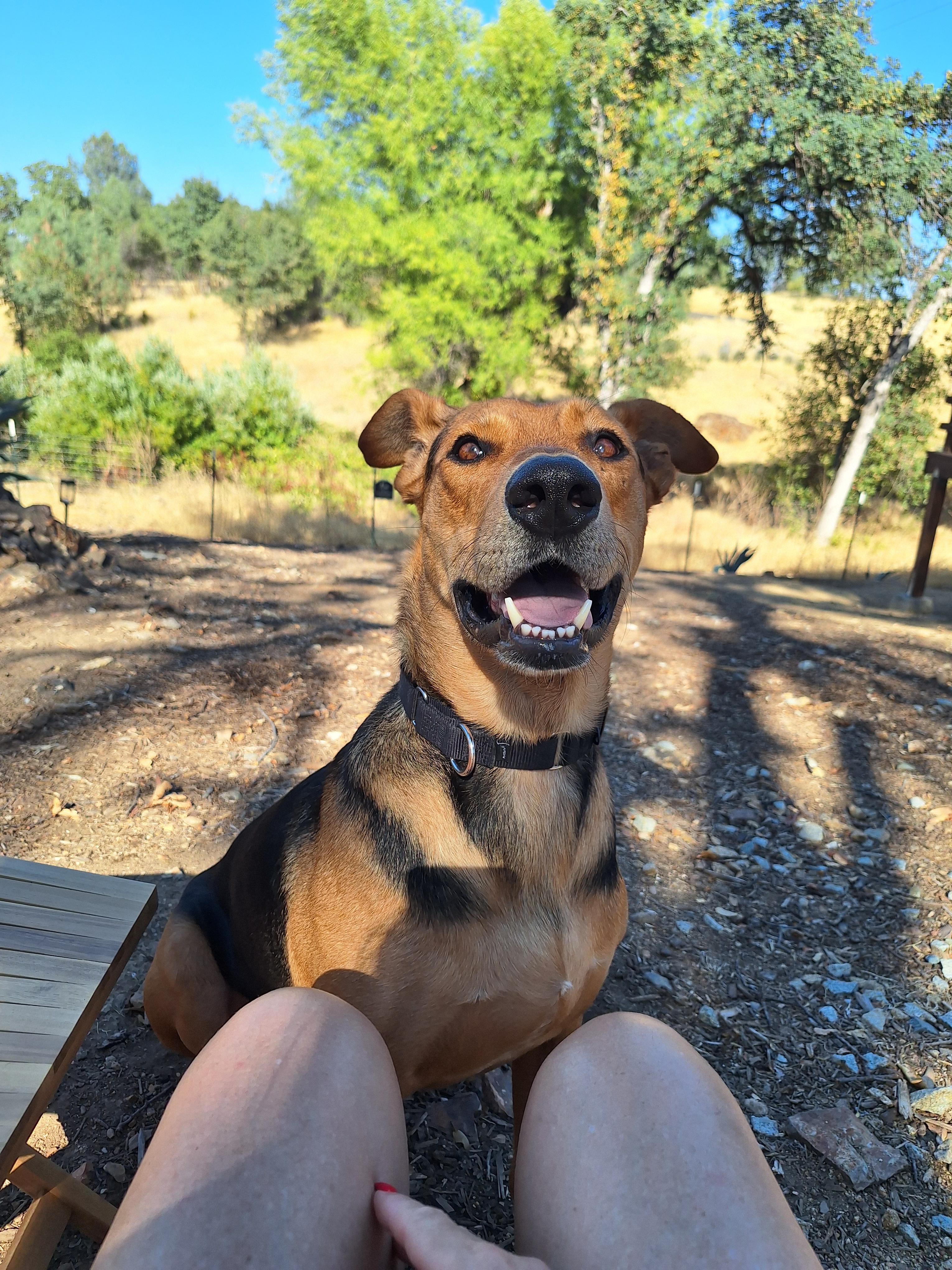 Spencer, an adoptable Shepherd in Redding, CA, 96099 | Photo Image 5