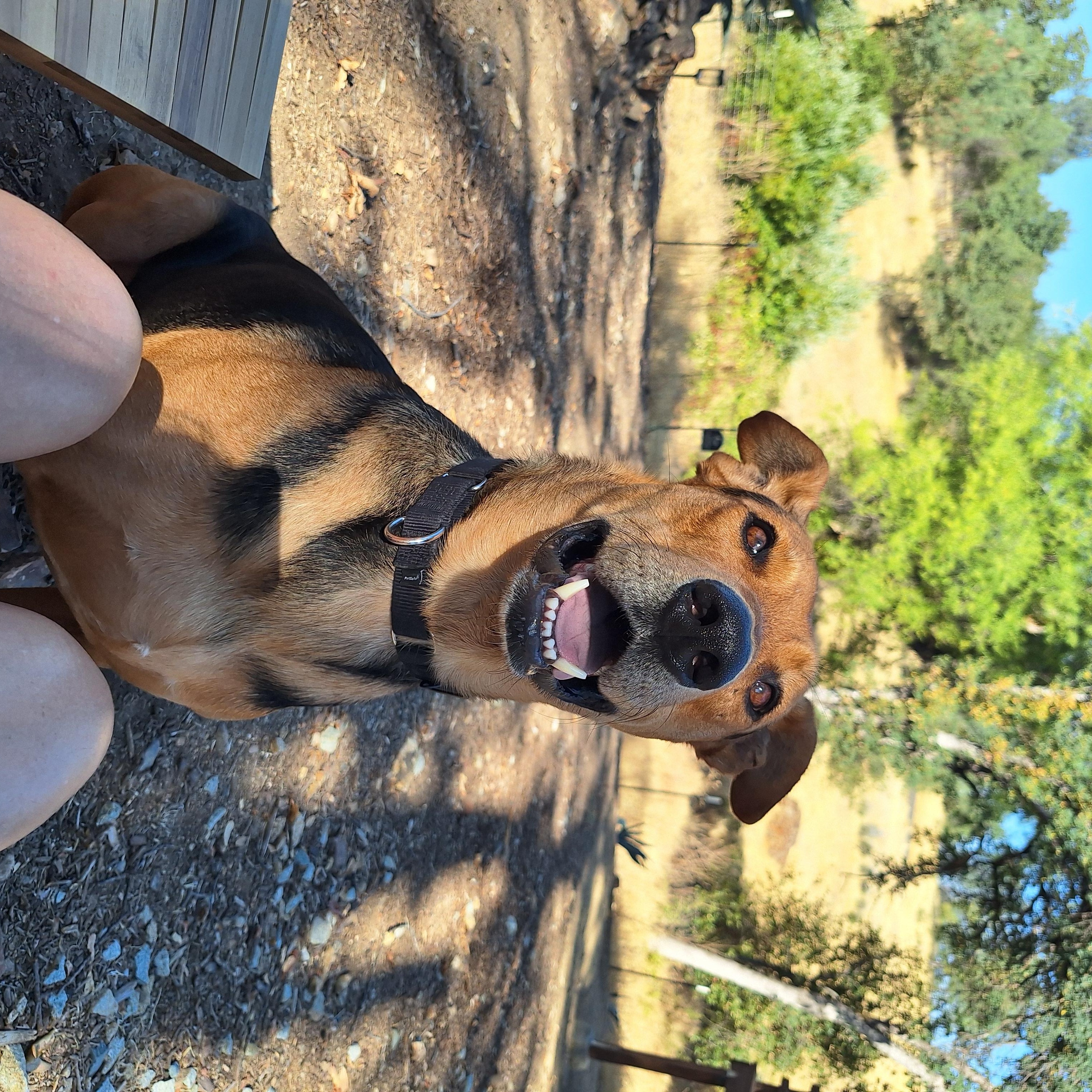 Enlarge Spencer, a Adoptable mixed breed in Redding, CA image 3/6